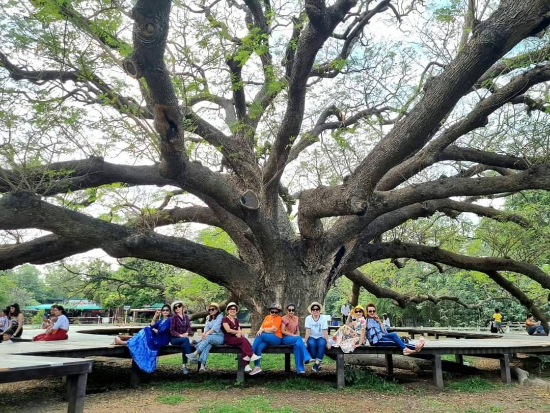 ต้นจามจุรียักษ์ กาญจนบุรี